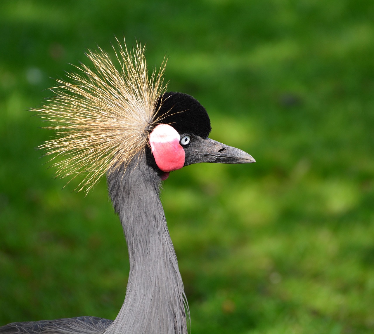 GreyCrane